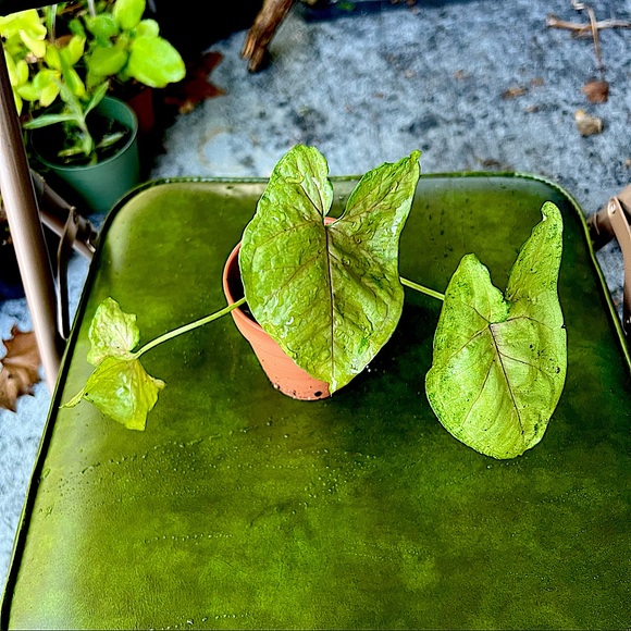 Syngonium Berry Allusion Arrow Head Live Plant